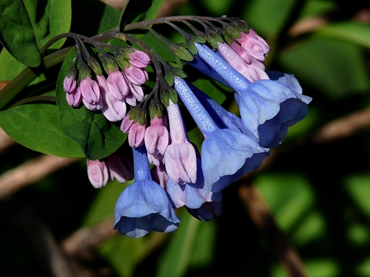 {Mertensia virginica}